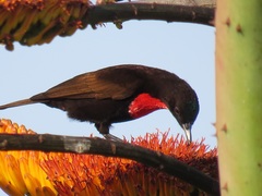 Chalcomitra senegalensis gutturalis
