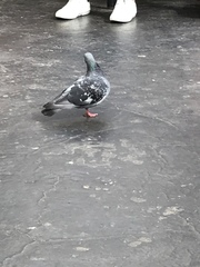 Columba livia domestica