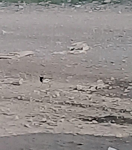 White Wagtail