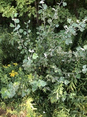 Populus