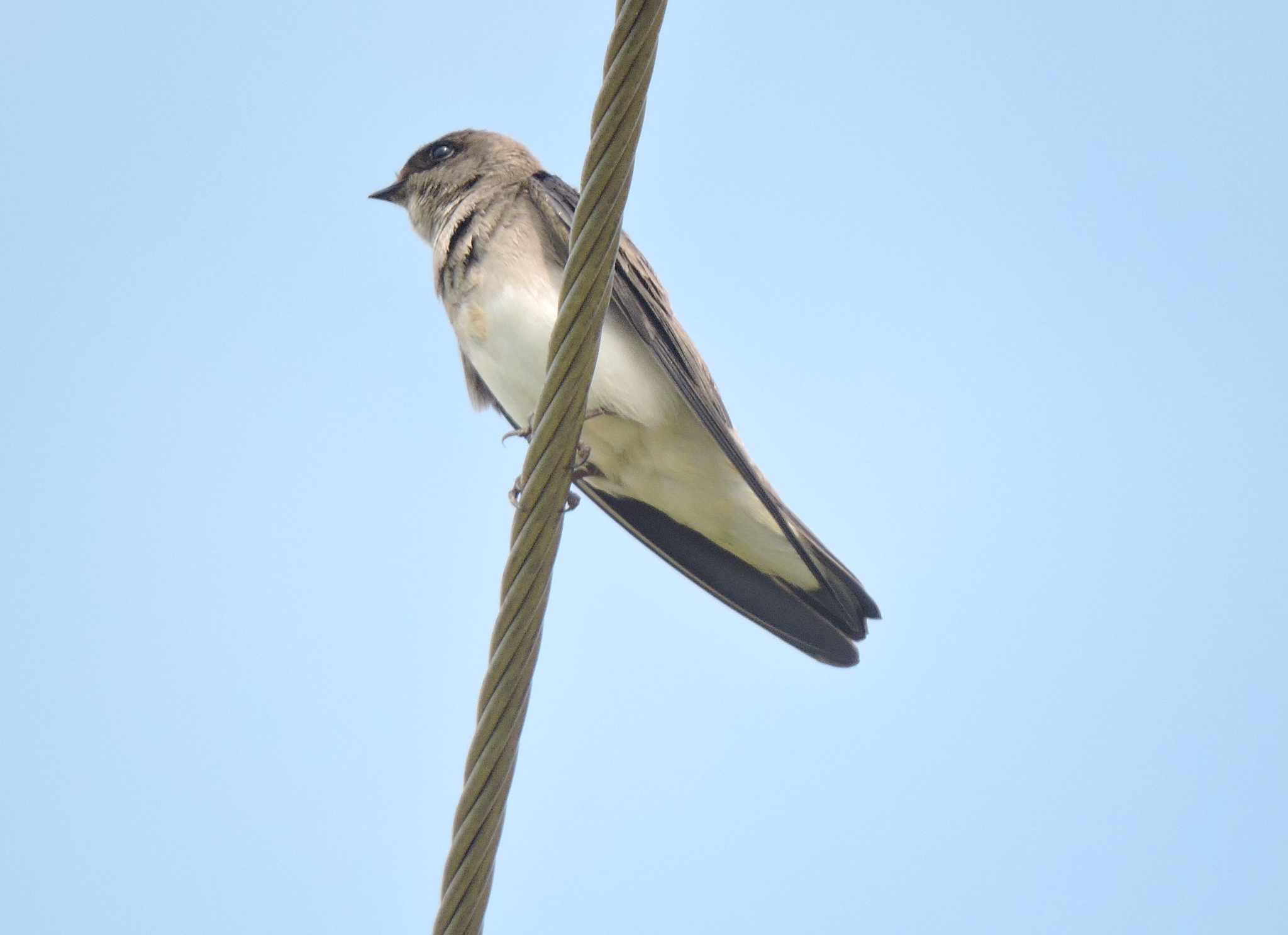 Grey-throated Martin