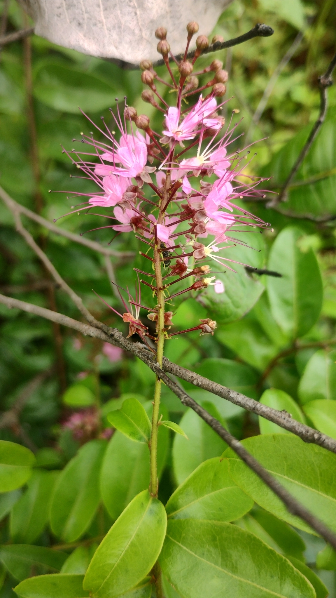 Imagem de Cereja-do-mato