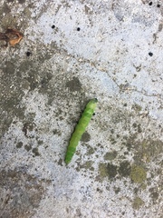 Phlogophora meticulosa