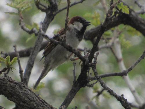 House Sparrow photographed in Kansas