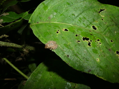Pristimantis crenunguis