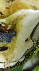 Delacampius flavipes