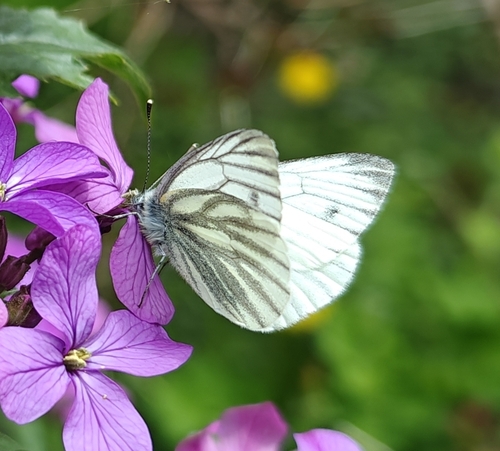Green-veined white