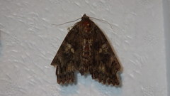 Catocala sponsa