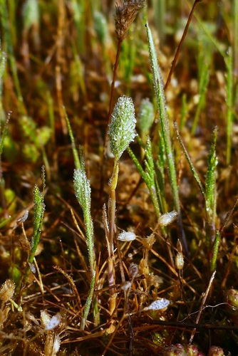 Image of Phleum arenarium by no rights reserved