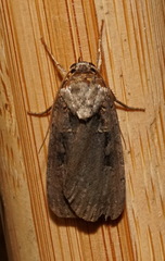 Pseudohermonassa tenuicula