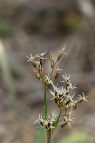 Fimbristylis thomsonii, 2025-04-25