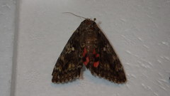 Catocala sponsa