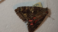 Catocala sponsa