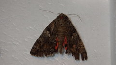 Catocala sponsa
