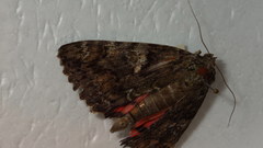 Catocala sponsa