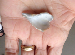 Cancellaria cooperii