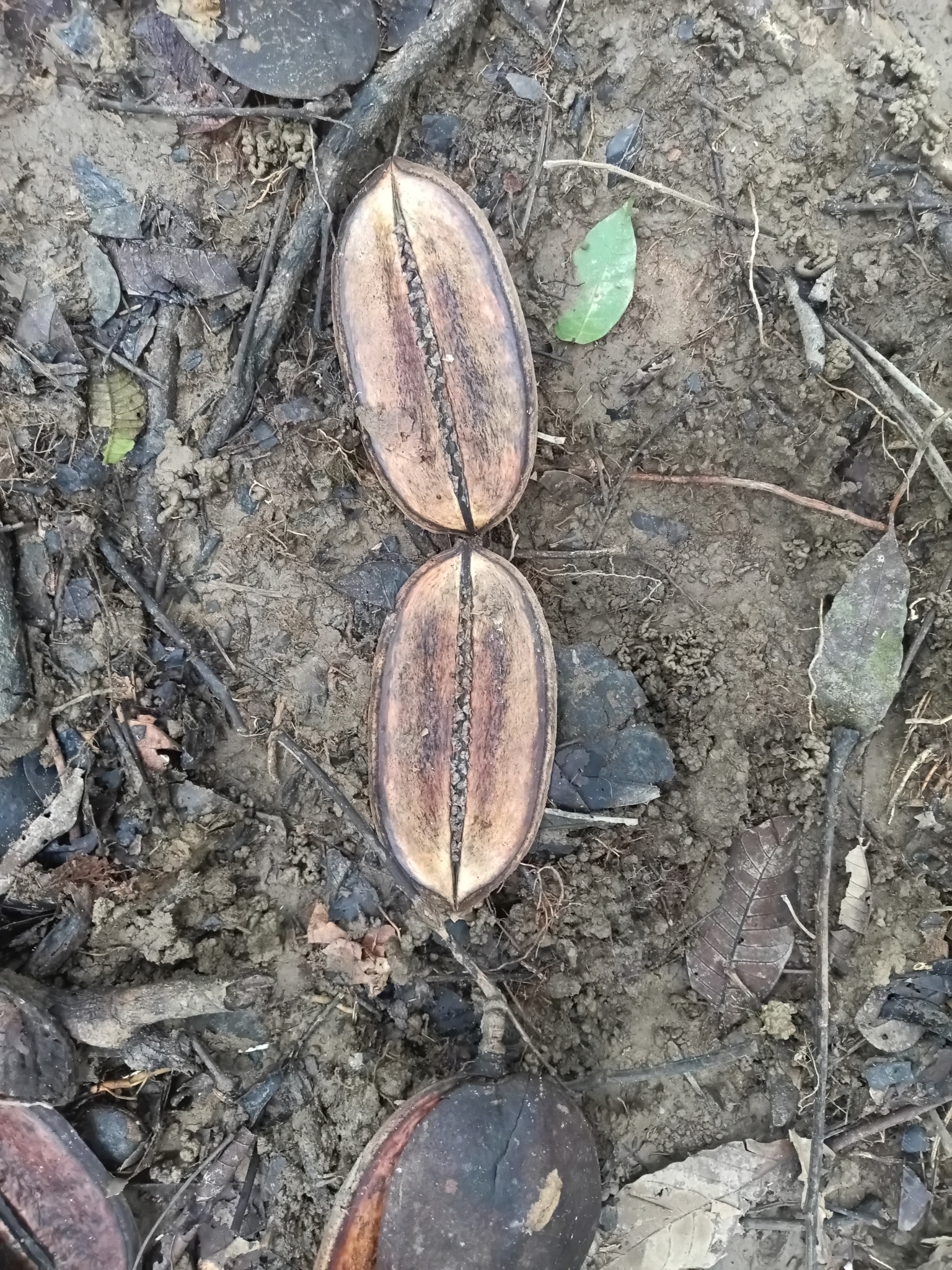 Imagem de Caroba-roxa