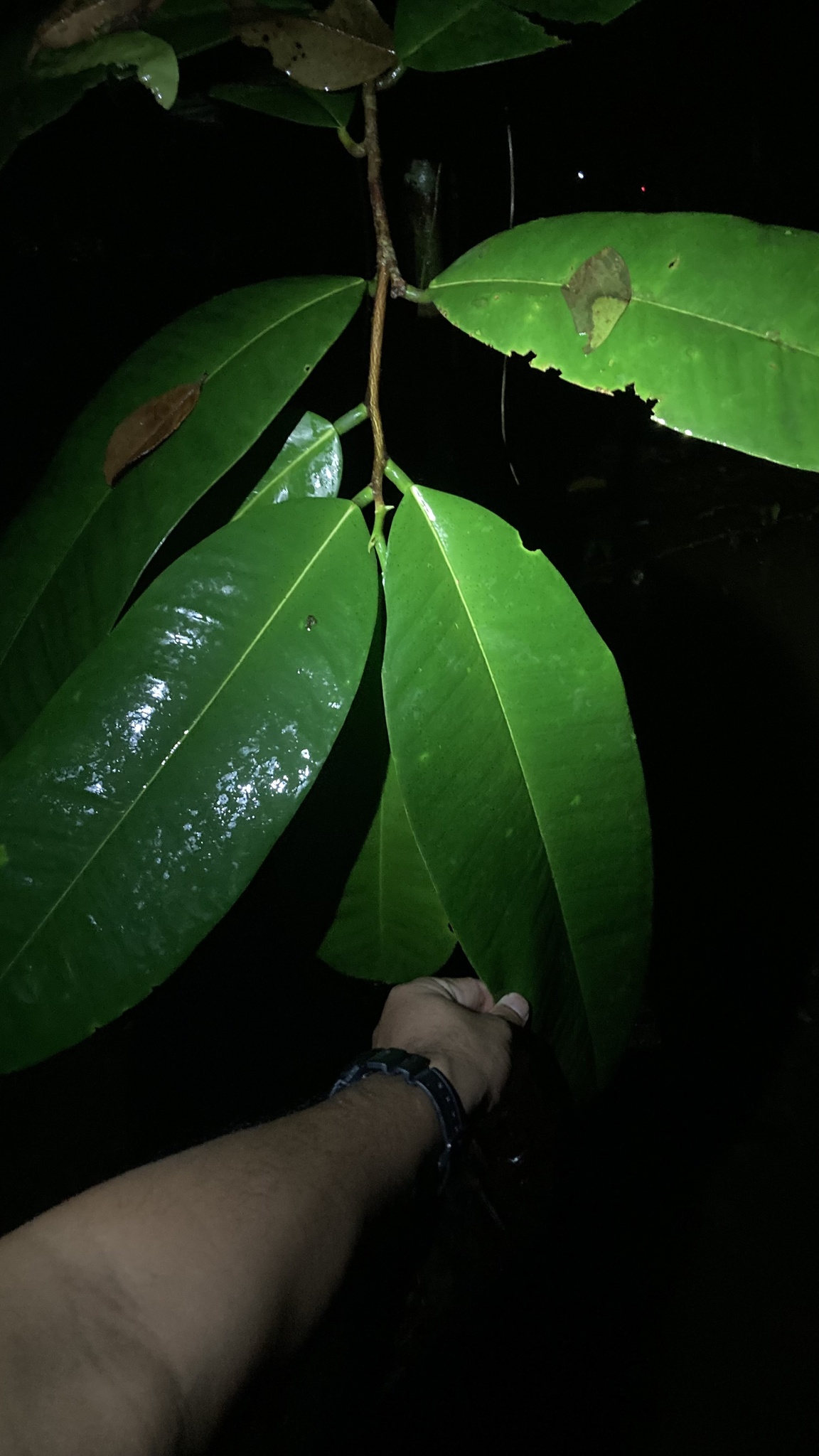 Gonystylus macrophyllus
