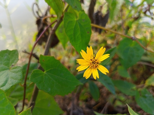 Image of Sphagneticola calendulacea by (c) HM Emon, some rights reserved (CC BY)