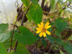 Sphagneticola calendulacea, photograph (c) HM Emon, some rights reserved (CC BY)