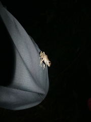 Pristimantis sobetes