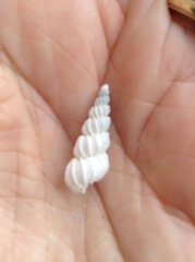 Epitonium indianorum