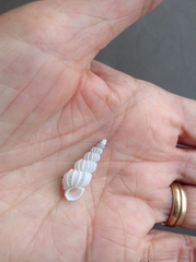 Epitonium indianorum