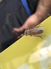 Tabanus nigrovittatus