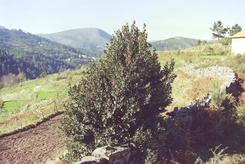 Ilex aquifolium