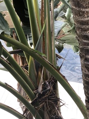 Anolis carolinensis