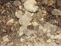 Piruna pirus