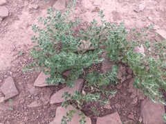 Indigofera cordifolia