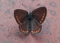 Polyommatus icarus