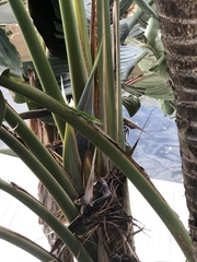 Anolis carolinensis