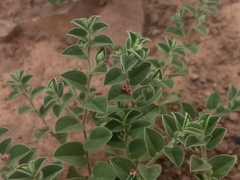 Indigofera cordifolia