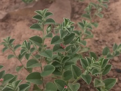 Indigofera cordifolia