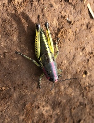 Aztecacris laevis