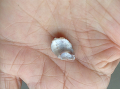 Ocenebrinae