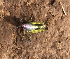 Aztecacris laevis