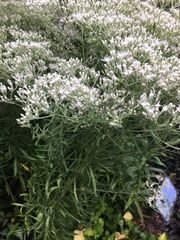 Eupatorium hyssopifolium