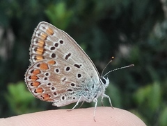 Polyommatus icarus
