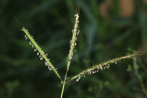 Dichanthium caricosum observed 2025-04-25
