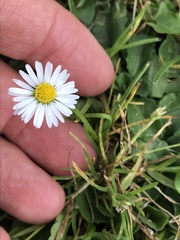 Bellis perennis