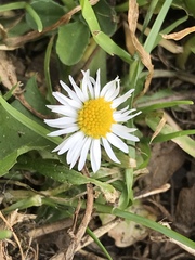 Bellis perennis