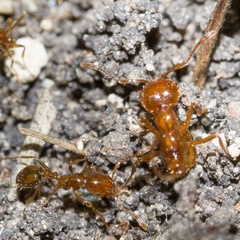 Solenopsis geminata
