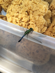 Erythemis simplicicollis image