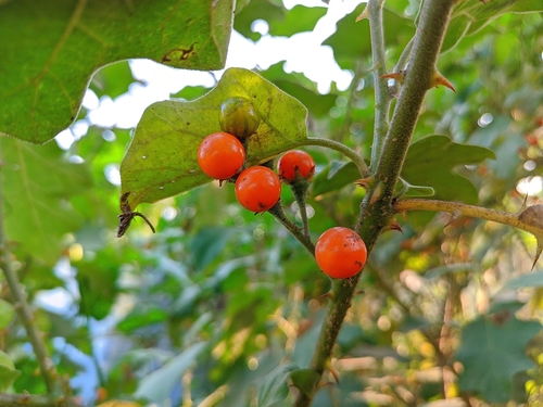 Image of Solanum violaceum by (c) HM Emon, some rights reserved (CC BY)