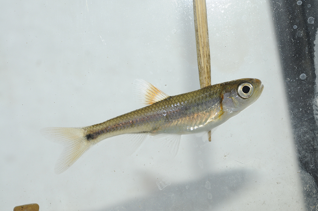 Bandfin Shiner