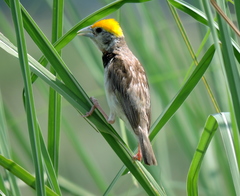 Ploceus benghalensis