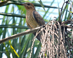 Cacomantis merulinus